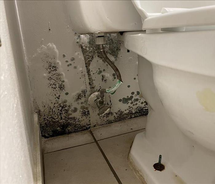 Mold growth on wall behind toilet.