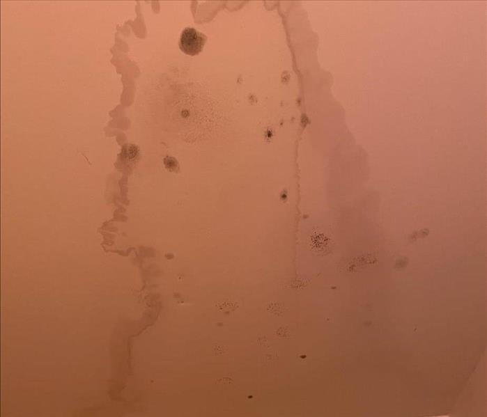 Mold spores on the wall