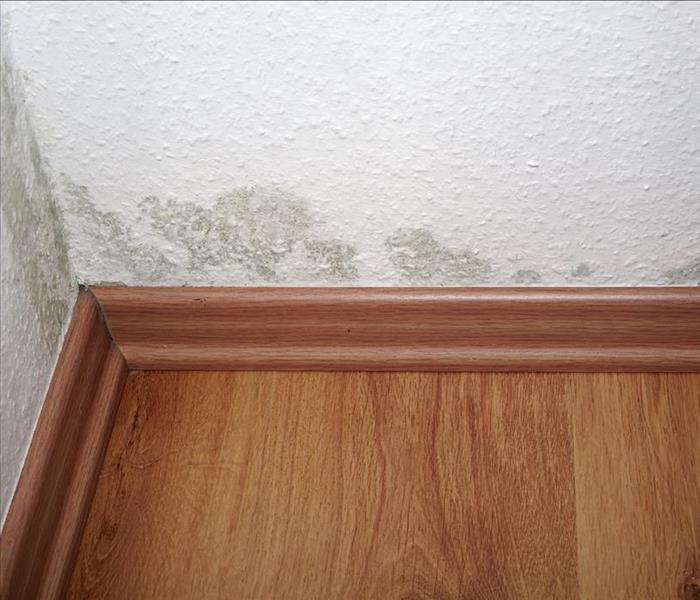 Mold growth on wall by baseboards.